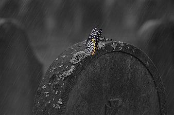 Butterfly on Tombstone in Rain with Selective Color