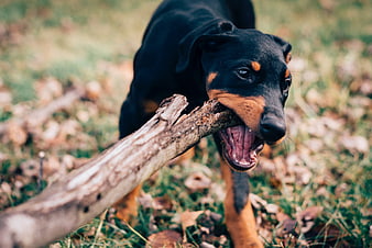 Doberman puppy playing with a stick in autumn leaves