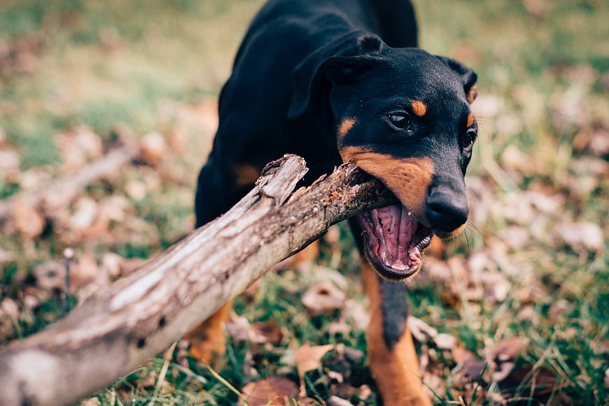 Doberman puppy playing with a stick in autumn leaves