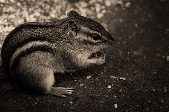 Close-up of a chipmunk eating in black and white