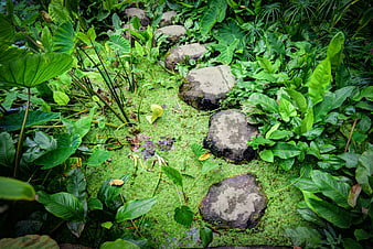 Stepping stones path through lush green pond vegetation
