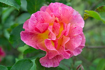 Close-up of vibrant pink and yellow speckled rose flower