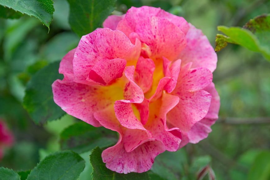 Close-up of vibrant pink and yellow speckled rose flower