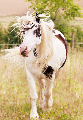 Pinto Horse Portrait in Pasture