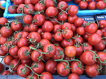 Fresh Red Tomatoes on the Vine in Blue Crates