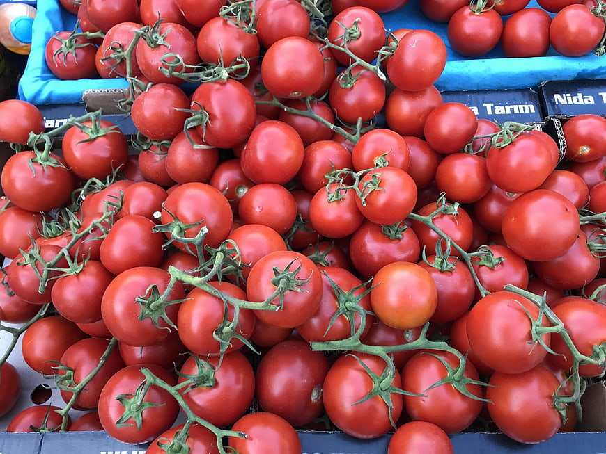 Fresh Red Tomatoes on the Vine in Blue Crates
