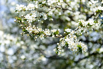 White cherry blossom branch in spring sunlight