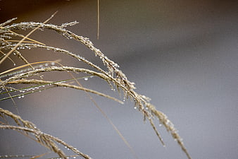 Close-up of dried grass with morning dew drops