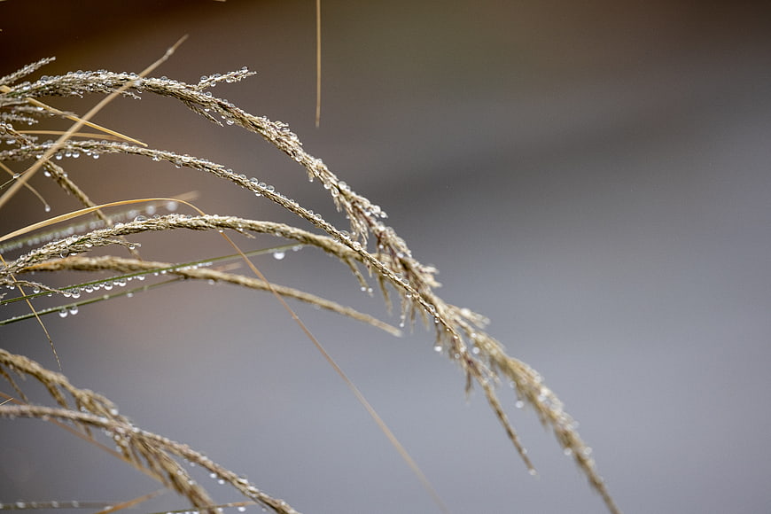 Close-up of dried grass with morning dew drops