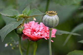 Pink Poppy Flower and Green Seed Pod Close-Up