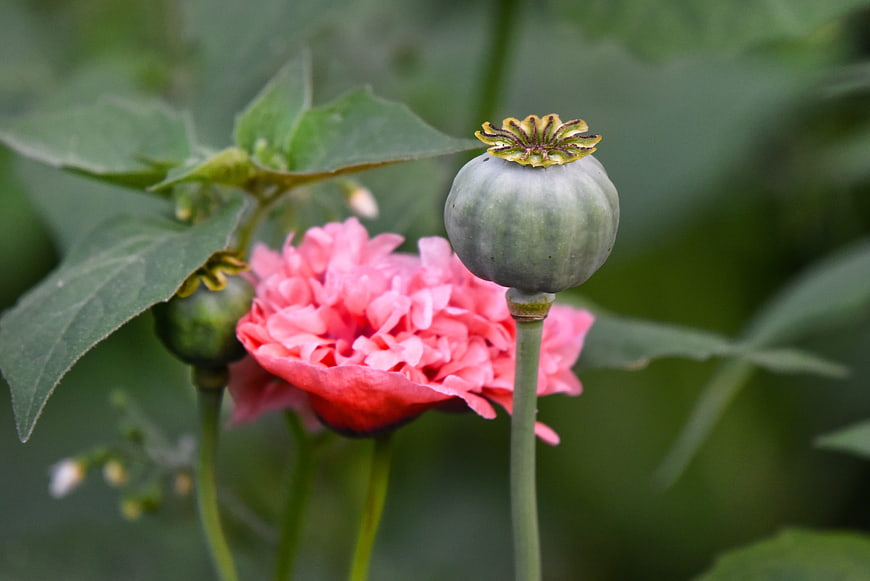 Pink Poppy Flower and Green Seed Pod Close-Up