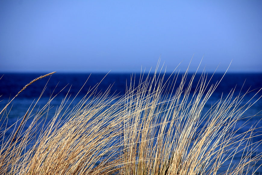 Golden Beach Grass Against Blue Ocean Background