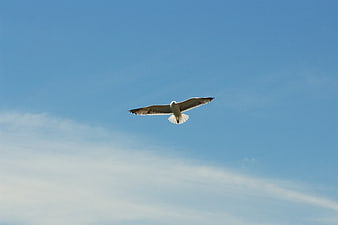 Seagull Flying Against Clear Blue Sky