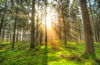 Sunbeams shining through tall pine trees in a green forest