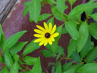 Yellow Black-Eyed Susan Flower with Raindrops on Green Leaves