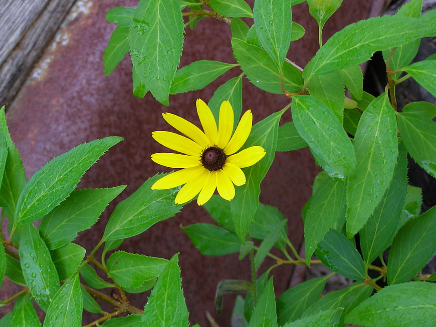 Yellow Black-Eyed Susan Flower with Raindrops on Green Leaves