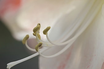 Macro Close-Up of White Flower Stamens and Pollen