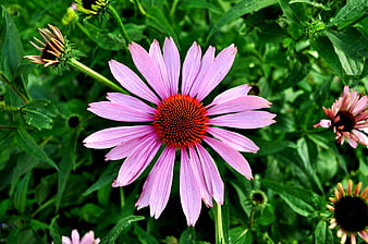 Vibrant Pink Echinacea Flower in Green Garden