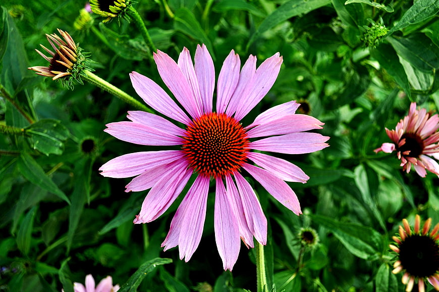 Vibrant Pink Echinacea Flower in Green Garden
