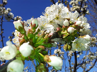 White cherry blossoms blooming against a clear blue sky