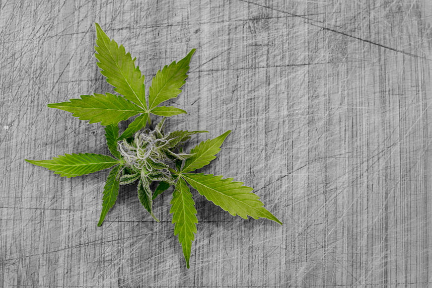 Cannabis Bud and Leaves on Textured Gray Background