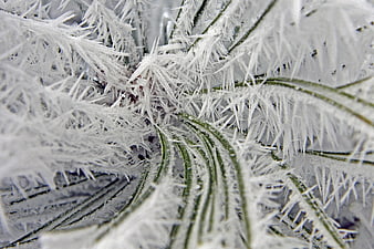 Macro Close-Up of Frost Crystals on Green Plant Leaves