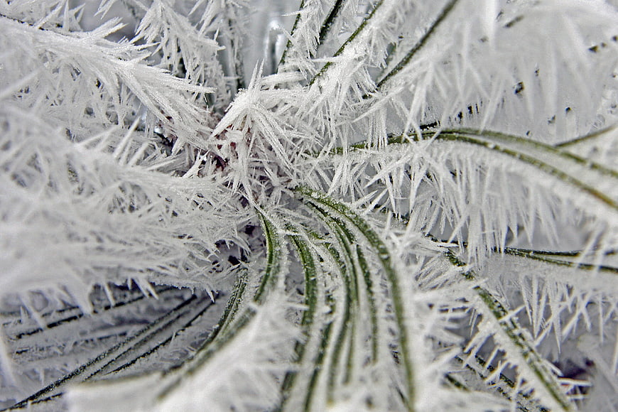 Macro Close-Up of Frost Crystals on Green Plant Leaves