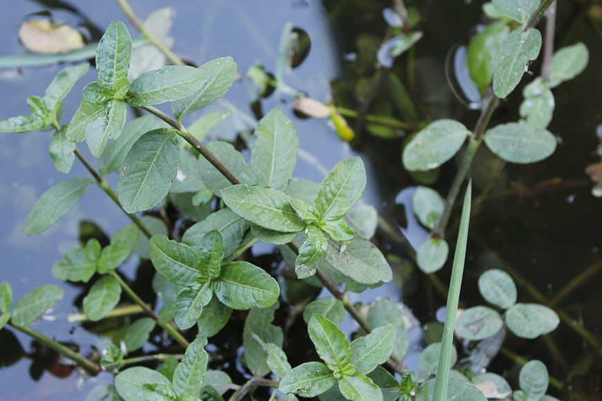 Close-up of green aquatic plants growing in a pond