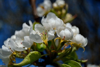 Close-up of white pear blossoms against blue sky