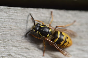 Close-up of a yellow and black wasp on wood