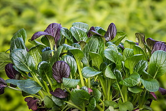 Fresh Green and Purple Leafy Greens in Garden
