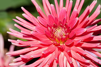 Vibrant Pink Cactus Dahlia Close-Up Macro Photography