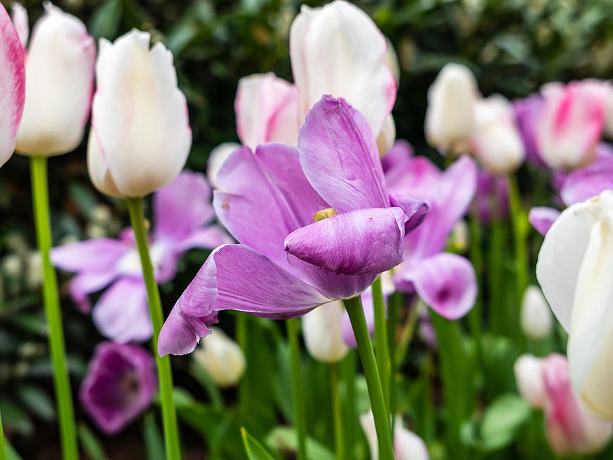 Close-up of purple and white tulips in a garden