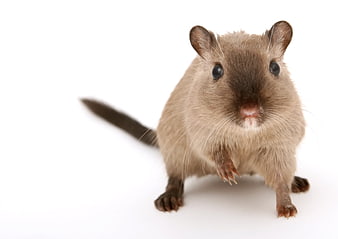 Close-up of a cute brown gerbil on white background
