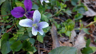 Close-up of white and purple wild violets in spring forest