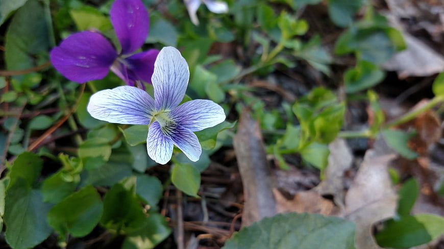 Close-up of white and purple wild violets in spring forest