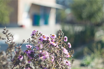 Purple Aster Flowers in Focus with Blurred Background