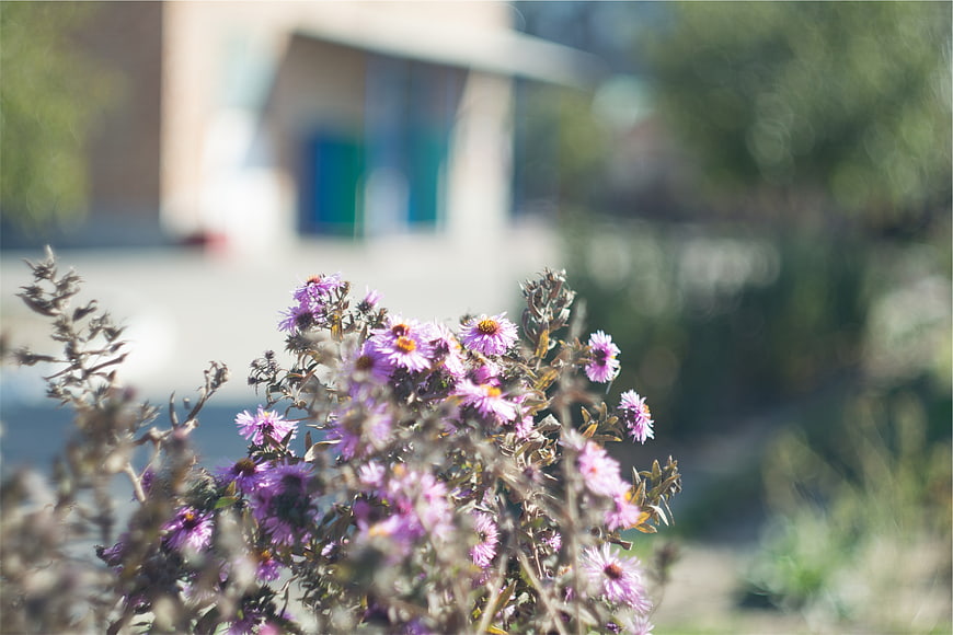 Purple Aster Flowers in Focus with Blurred Background