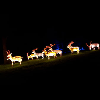 Illuminated Reindeer Lanterns on Grassy Hill at Night