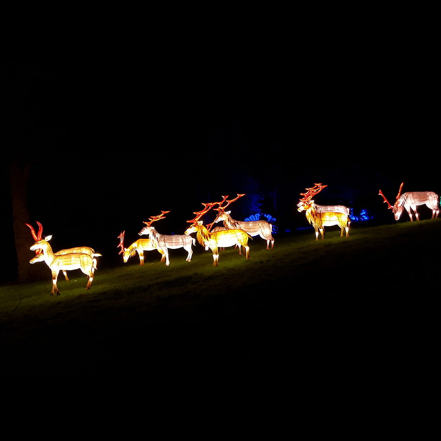 Illuminated Reindeer Lanterns on Grassy Hill at Night