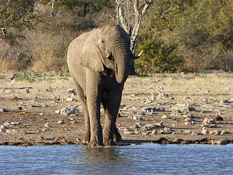 African Elephant Standing at Waterhole in Namibian Savanna