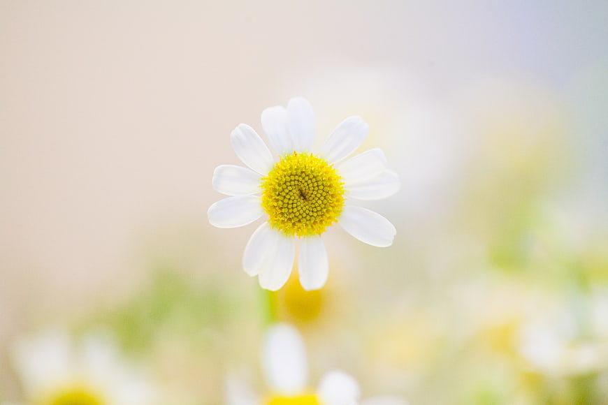 Close-up of a white daisy with yellow center on blurred background