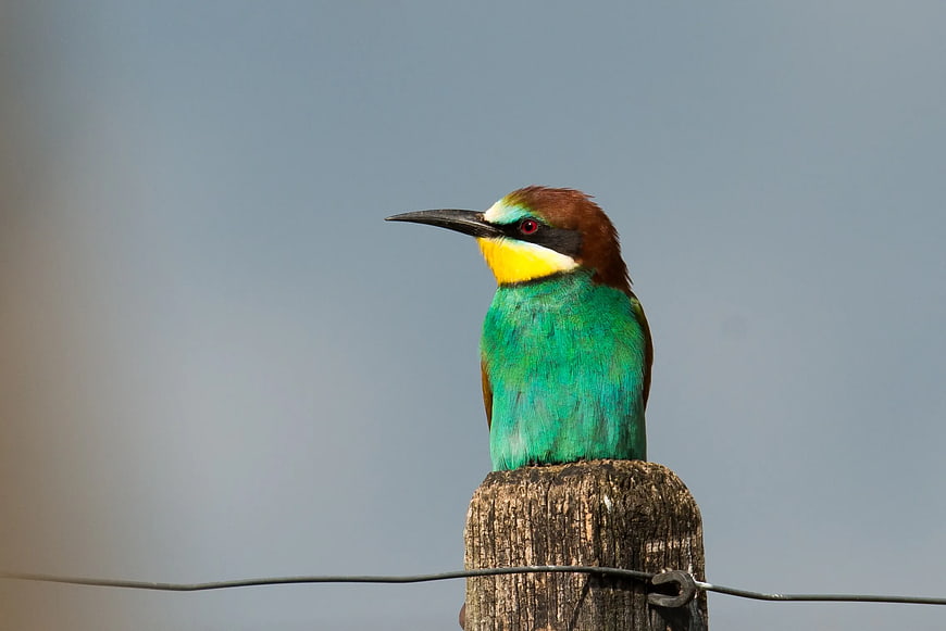 European Bee-eater Perched on Wooden Fence Post