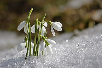White Snowdrops Blooming Through Snow in Early Spring