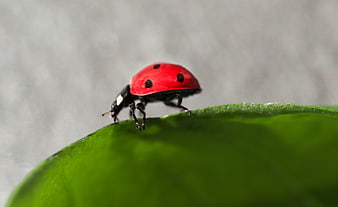Close-up of a red ladybug crawling on a green leaf