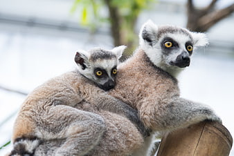 Ring-tailed Lemur Mother and Baby Cuddling on Branch