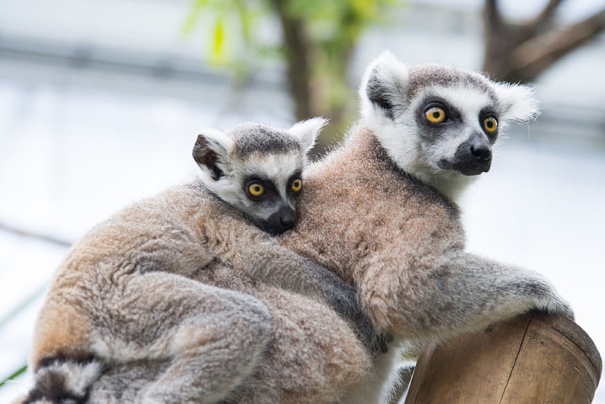 Ring-tailed Lemur Mother and Baby Cuddling on Branch