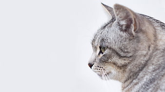 Side Profile of a Grey Tabby Cat on White Background