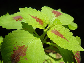 Close-up of vibrant green coleus leaves with red patterns