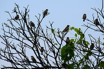 Flock of Sparrows Perched on Bare Tree Branches